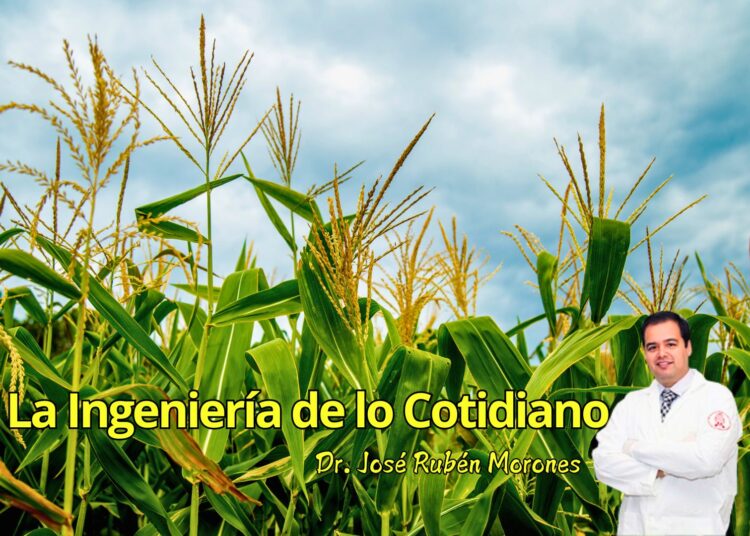 Maíz Bt: cuando una planta aprendió a defenderse