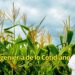 Maíz Bt: cuando una planta aprendió a defenderse