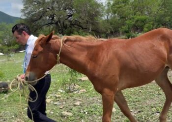Tras reportes ciudadanos, Mike Flores rescata yegua herida en La Rioja