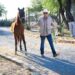 Mike Flores impulsa santuario para caballos rescatados en Nuevo León